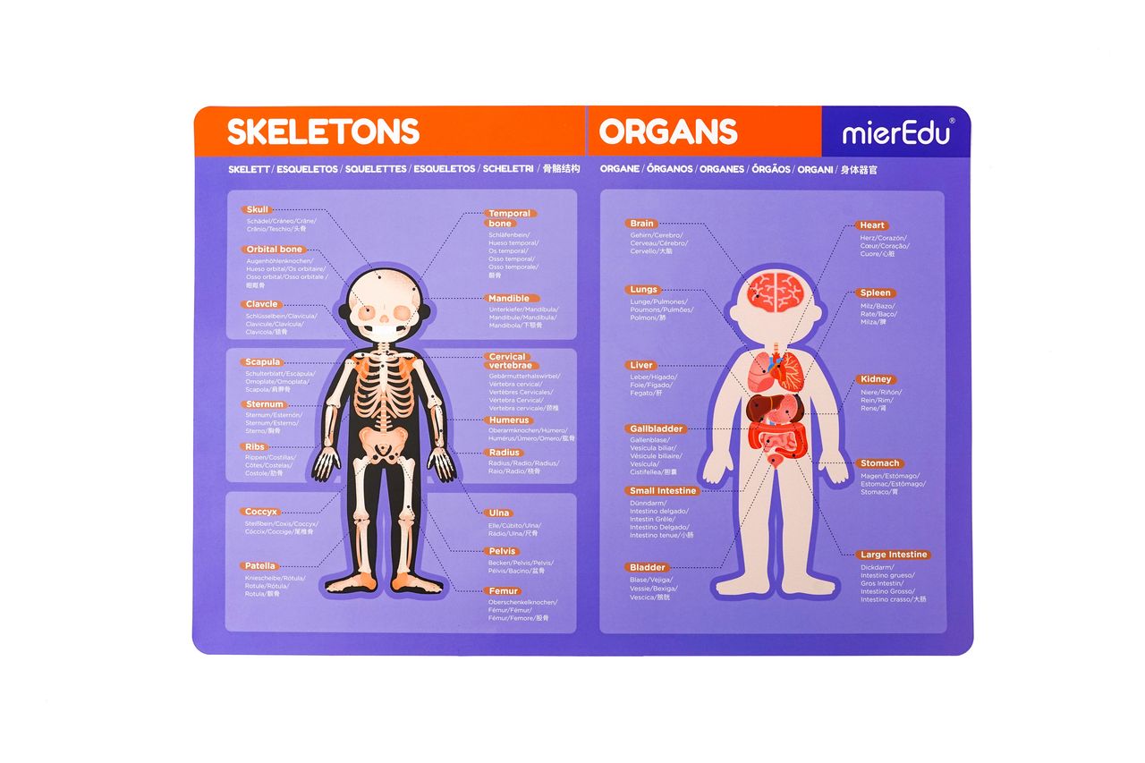 MALETÍN MAGNÉTICO -Pad ANATOMÍA