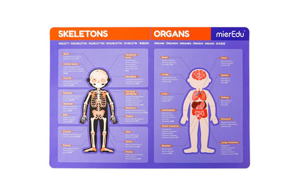 MALETÍN MAGNÉTICO -Pad ANATOMÍA