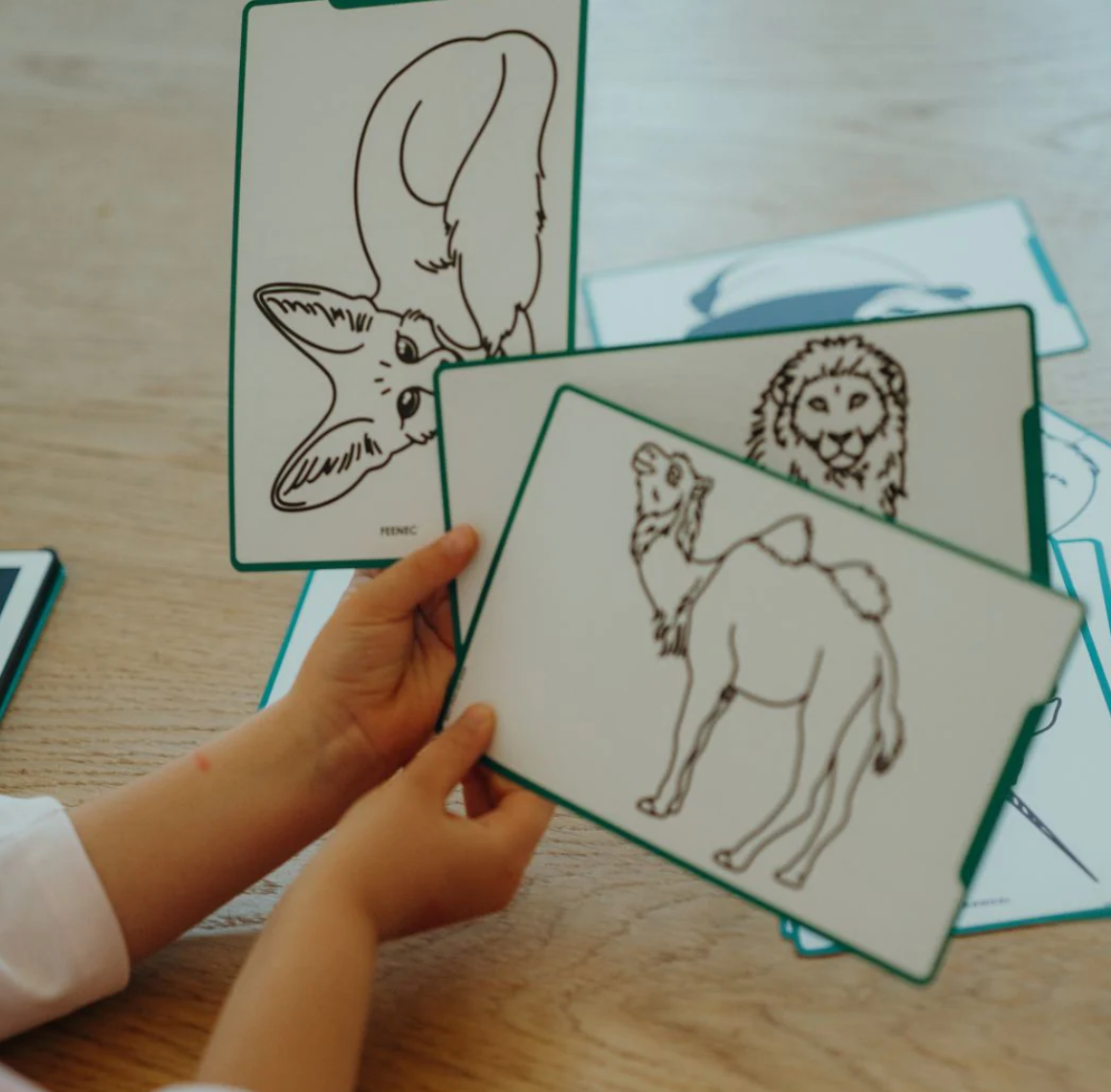 PLANTILLAS  PARA KIDYDRAW TRAVEL - ANIMALES OCÉANO & PIRATAS - KIDYWOLF